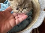 Golden brown tabby - Persian Kitten For Sale - 