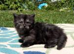 Ducky - Munchkin Kitten For Sale - 