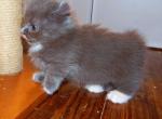 Littlefoot - Munchkin Kitten For Sale - 