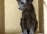 Bentley - Oriental Kitten For Sale - Mooresville&comma; NC&comma; US