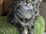 DD - Maine Coon Kitten For Sale - Elk Grove&comma; CA&comma; US