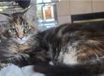 Embarrassment - Maine Coon Kitten For Sale - Elk Grove&comma; CA&comma; US