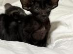 Bonnie - Oriental Kitten For Sale - 