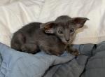 Bella - Oriental Kitten For Sale - Mooresville&comma; NC&comma; US