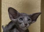 Baron - Oriental Kitten For Sale - Mooresville&comma; NC&comma; US