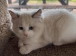 BLUE BROTHER - Ragdoll Kitten For Sale - Brookings&comma; OR&comma; US