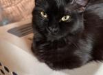 BLACK VELVET - Ragamuffin Kitten For Sale - Brookings&comma; OR&comma; US