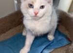 BLUE BOYFRIEND - Ragdoll Kitten For Sale - Brookings&comma; OR&comma; US
