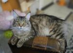 Apollo Bleu x Freyja - Maine Coon Kitten For Sale - Pearland&comma; TX&comma; US