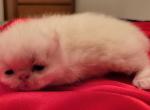 Exotic Shorthair - Exotic Kitten For Sale - Nanty Glo&comma; PA&comma; US