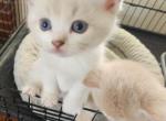 Acension - British Shorthair Kitten For Sale - East Lynn&comma; MA&comma; US