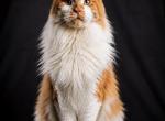 feeling 22 - Maine Coon Kitten For Sale - Pleasant Grove&comma; UT&comma; US