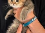 Pentecost - British Shorthair Kitten For Sale - East Lynn&comma; MA&comma; US