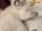 LEVI Blue Point - Exotic Kitten For Sale - Prescott Valley&comma; AZ&comma; US