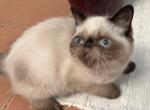COOPER Seal Point - Exotic Kitten For Sale - Prescott Valley&comma; AZ&comma; US