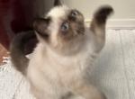 COOPER Seal Point - Exotic Kitten For Sale - Prescott Valley&comma; AZ&comma; US