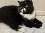STASH Black and White - Exotic Cat For Sale - Prescott Valley&comma; AZ&comma; US