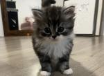 Dollface Persian - Persian Kitten For Sale - GA&comma; US