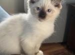 Tica seal mitted male 2 - Ragdoll Kitten For Sale - 
