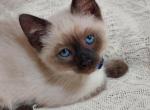 Sealpoint Siamese kittens - Siamese Kitten For Sale - Bellows Falls&comma; VT&comma; US