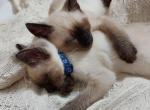 Siamese kittens ready for Xmas - Siamese Kitten For Sale - Bellows Falls&comma; VT&comma; US