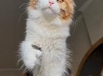 Kataleya Nikira Light - Maine Coon Kitten For Sale - Las Vegas&comma; NV&comma; US