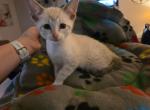 Savannah Kittens - Savannah Kitten For Sale - Independence&comma; KY&comma; US