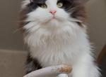 Ignis Nikira Light - Maine Coon Kitten For Sale - Las Vegas&comma; NV&comma; US