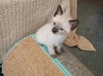 Seal points - Siamese Kitten For Sale - South Wales&comma; NY&comma; US
