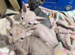 Sphynx - Sphynx Kitten For Sale - NC&comma; US