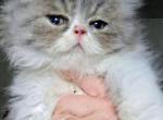 Papered persian boy kitten - Persian Kitten For Sale - Woodburn&comma; IN&comma; US