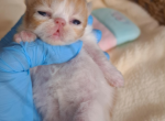 Cfa persian kittens calicos tortie red - Persian Kitten For Sale - Woodburn&comma; IN&comma; US