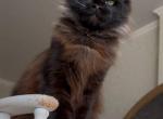 Hector Nikira Light - Maine Coon Kitten For Sale - Las Vegas&comma; NV&comma; US