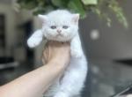 Belle - British Shorthair Kitten For Sale - Harrisburg&comma; NC&comma; US