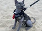 Suede - Sphynx Kitten For Sale - Eastamptn Twp&comma; NJ&comma; US