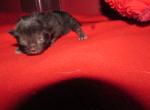 kittens deposit - Ragdoll Kitten For Sale - Beckley&comma; WV&comma; US