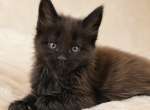 Meet Onyx The Midnight Gentleman of Lynx Rune Code - Maine Coon Kitten For Sale - FL&comma; US