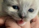Kitty - Ragdoll Kitten For Sale - Scituate&comma; MA&comma; US