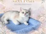 Pearl Blue Golden Shaded girl - British Shorthair Kitten For Sale - NY&comma; US