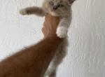Must see - Ragdoll Kitten For Sale - Cutler Bay&comma; FL&comma; US