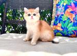 Tiffany Golden Ticked British Shorthair girl - British Shorthair Kitten For Sale - NY&comma; US