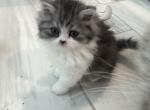 Petunia - Persian Kitten For Sale - Port Saint Lucie&comma; FL&comma; US