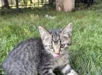 Gordon - Domestic Kitten For Adoption - 