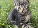 Belle - Persian Kitten For Sale - Brecksville&comma; OH&comma; US