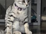 Wasabi Girl - Scottish Straight Kitten For Sale - Monticello&comma; MN&comma; US