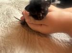 Roxy Burmese - Burmese Kitten For Sale - 