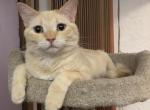 Curly - Bengal Kitten For Sale - Burlington&comma; WI&comma; US