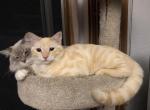 Curly - Bengal Kitten For Sale - Burlington&comma; WI&comma; US