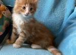 Cheeto - Norwegian Forest Kitten For Sale - Arpin&comma; WI&comma; US
