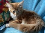 Tigger - Norwegian Forest Kitten For Sale - Arpin&comma; WI&comma; US
